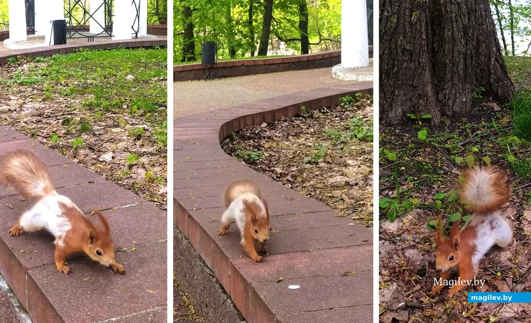 25.04.2024. Гомель. Ручные белки в гомельском парке. Дворцово-парковый ансамбль Румянцевых-Паскевичей.