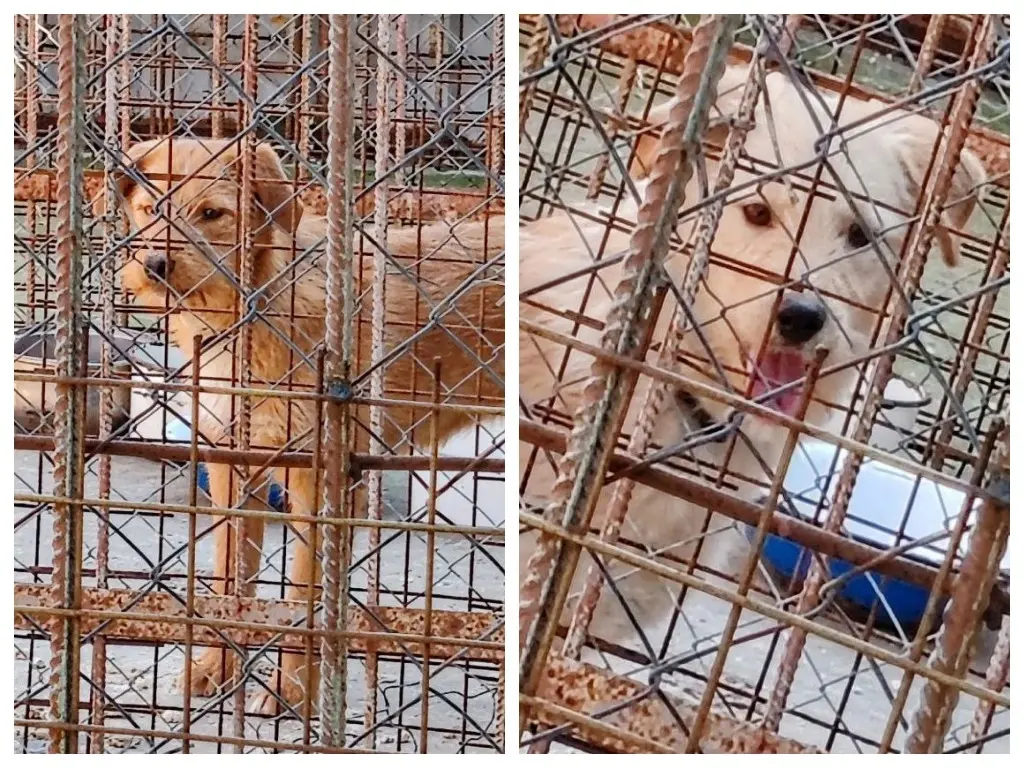 4 мая 2024 года. Могилев. В пункте умерщвления животных Могилева 2 собаки. Могилевское общество защиты животных просит о помощи.