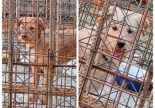 Им осталось жить несколько дней. В пункте умерщвления животных Могилева 2 собаки