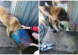 Голова в бочке и запутавшаяся цель: собак из беды выручили спасатели