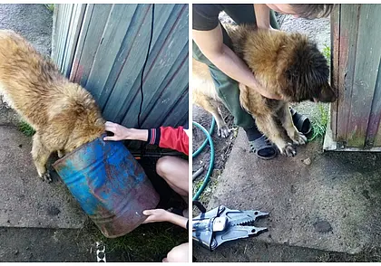 Голова в бочке и запутавшаяся цель: собак из беды выручили спасатели