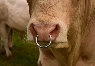 В Могилевском районе на стажера пастуха напал бык. Мужчина в реанимации