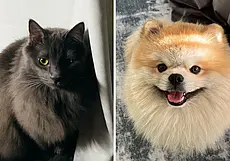 «Войлочный домик за 20 долларов кошка использовала как туалет». Сколько стоит содержать кота и собаку?