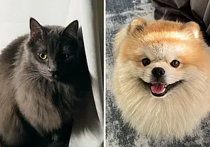 «Войлочный домик за 20 долларов кошка использовала как туалет»