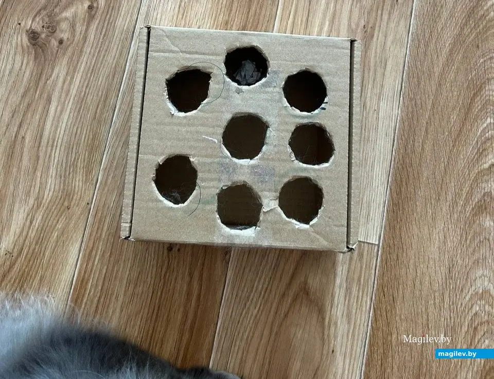 Сколько стоит содержать кота и собаку? Любимые игрушки – обычные скомканные бумажки и картонные коробки.