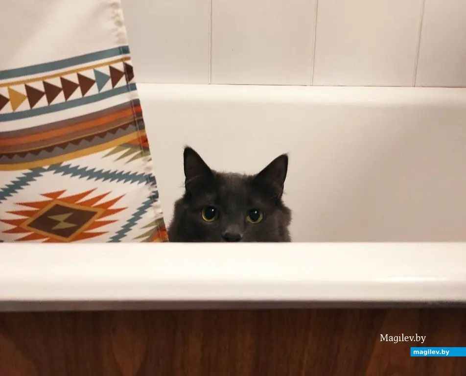 Сколько стоит содержать кота и собаку? Мими.