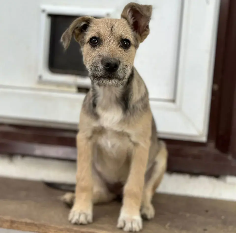 Щенок-девочка.