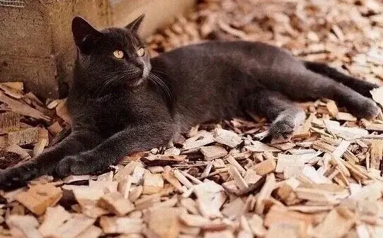 Кошечка-мышка.