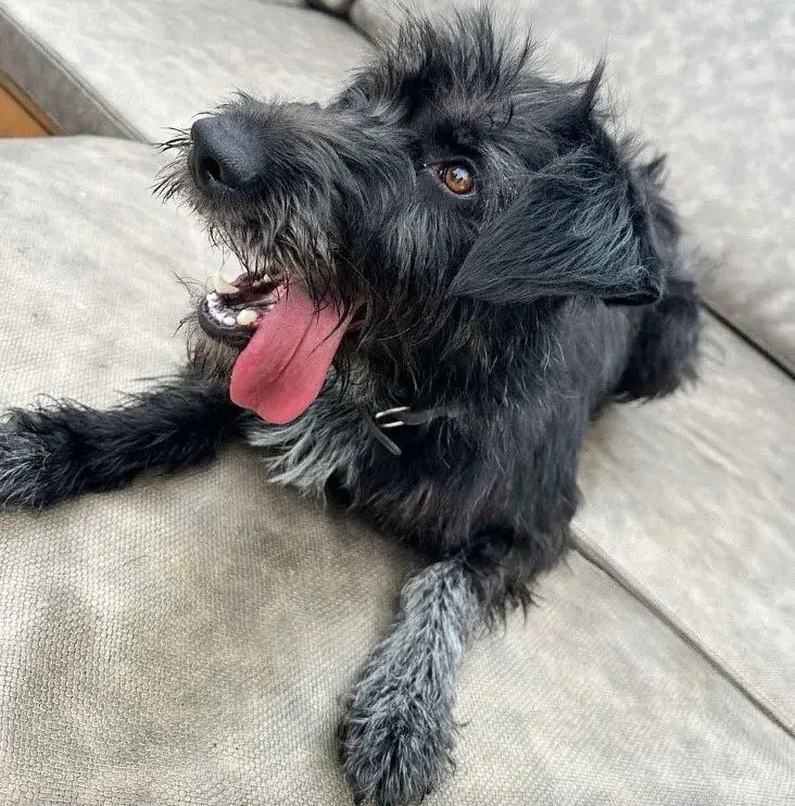 Собака Рита.