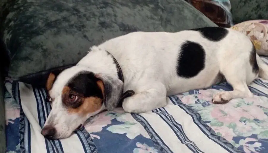 Собака Люся.