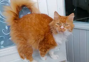 Кошечка Мышка, собака Кира и щенок-девочка: кто ищет хозяина в Могилеве