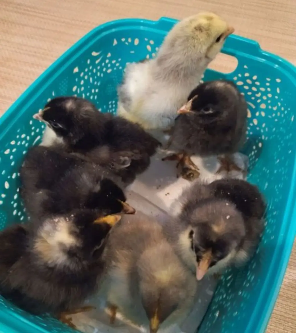 Живые цыплята и пластинки Высоцкого. Что можно купить за рубль на популярной площадке объявлений?