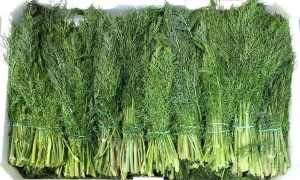 Живые цыплята и пластинки Высоцкого. Что можно купить за рубль на популярной площадке объявлений?