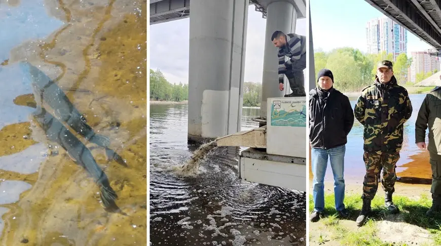 Сотрудники учреждения "Осиповичская РОС" РГОО «БООР» совместно с неравнодушными гражданами зарыбили водохранилище Осиповичское в Могилевской области. Фото БООР