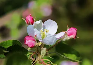 Чем подкормить растения в весеннем саду: секретное оружие садовода