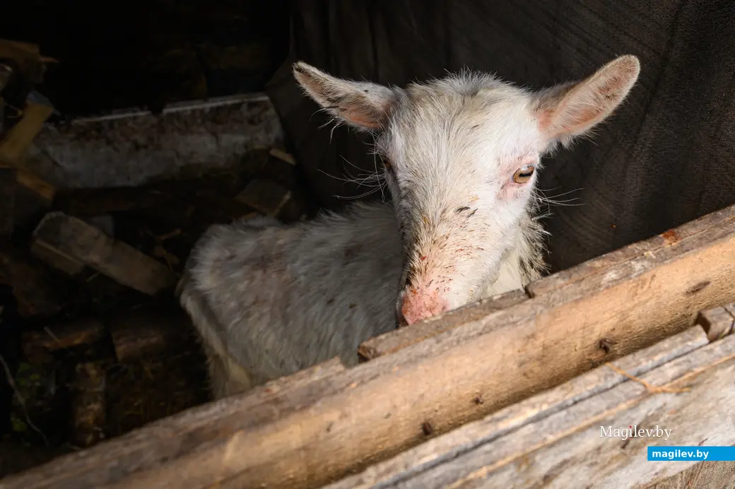 06.05.2024, Бобруйск. Марина Машук держит домашних животных на приусадебном участке.