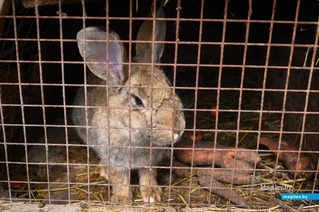 06.05.2024, Бобруйск. Марина Машук держит домашних животных на приусадебном участке.