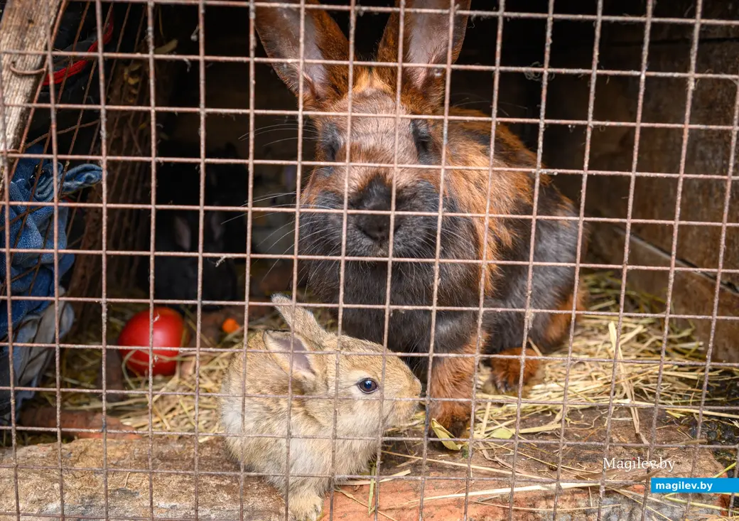 06.05.2024, Бобруйск. Марина Машук держит домашних животных на приусадебном участке.