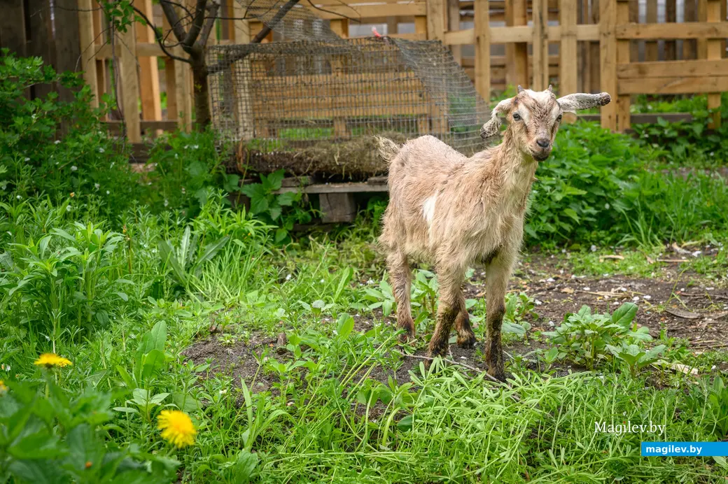 06.05.2024, Бобруйск. Марина Машук держит домашних животных на приусадебном участке.