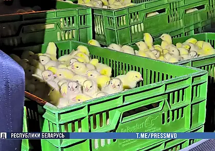 Почти 20 тысяч цыплят похитил сотрудник птицефабрики в Шклове