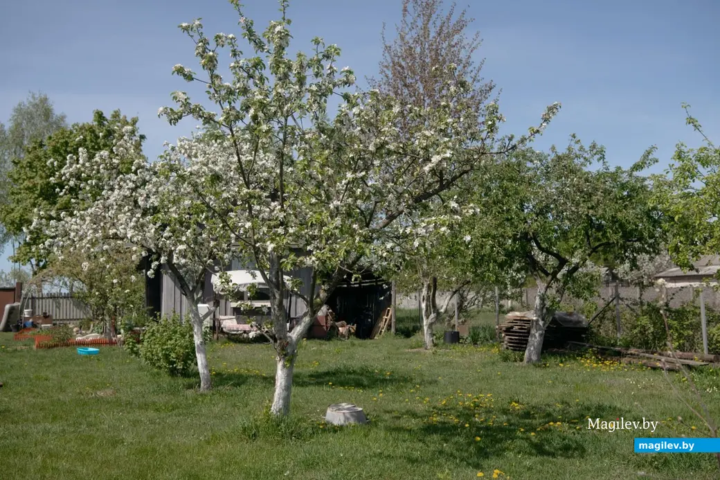 Май 2024 г. Могилевская область, Бобруйский район, д. Брожа.