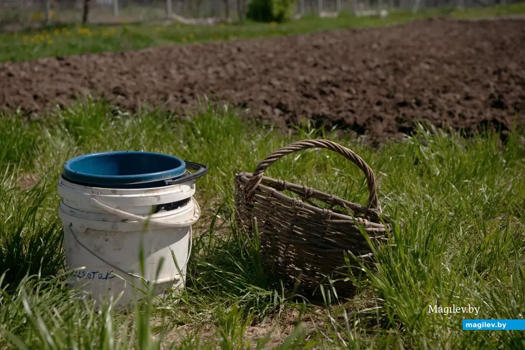 Май 2024 г. Могилевская область, Бобруйский район, д. Брожа.