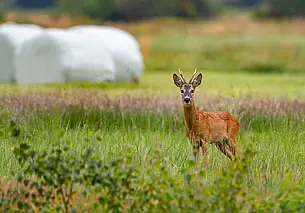 Сезон охоты на косулю стартовал в Беларуси