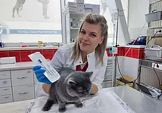 Зачем собаке чип и не будет ли питомцу  больно: о нюансах чипирования поговорили со специалистом