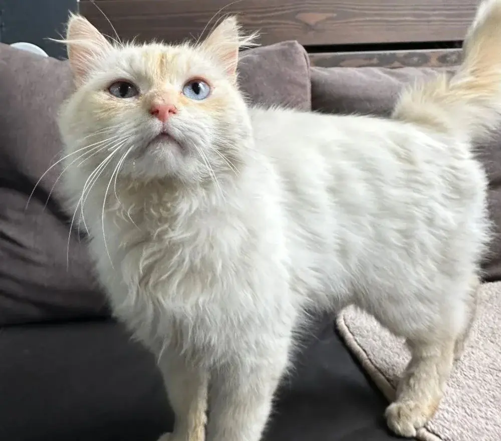 Кот, которого нашли на улице.