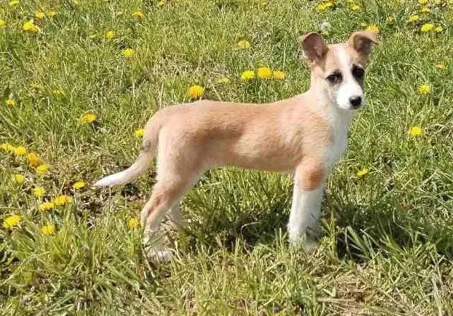 Собака Малышка.