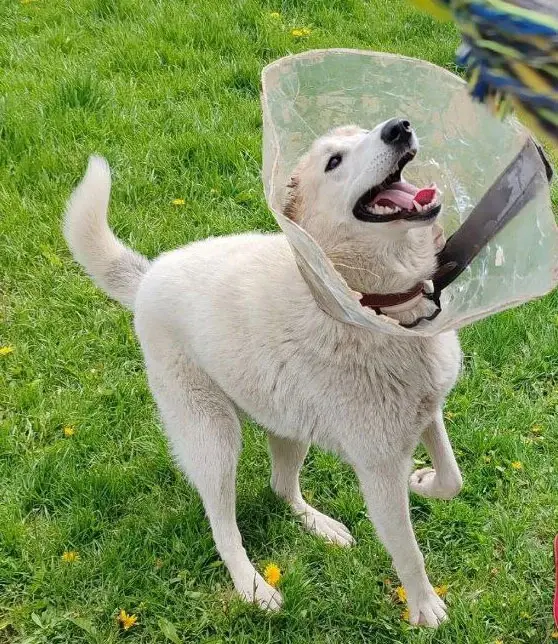 Собака Ася.