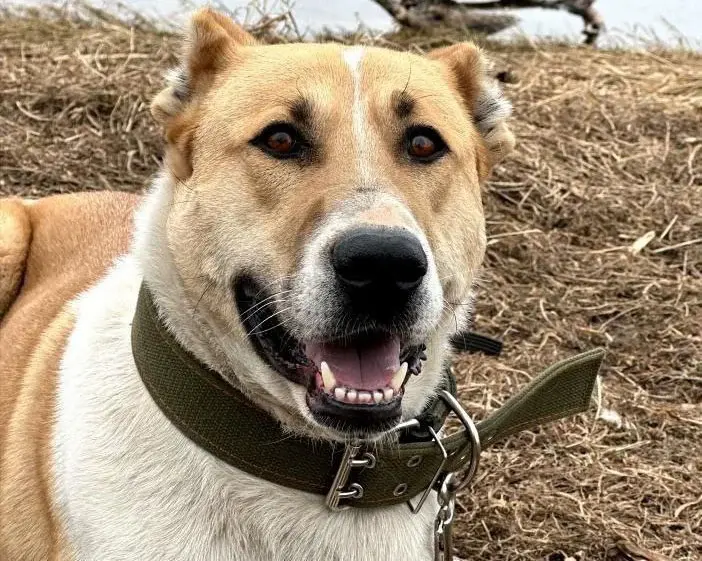 Алабай Бони.