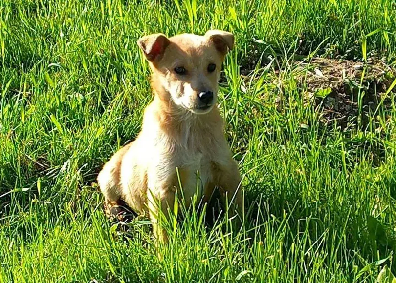 Щенки-мальчики.