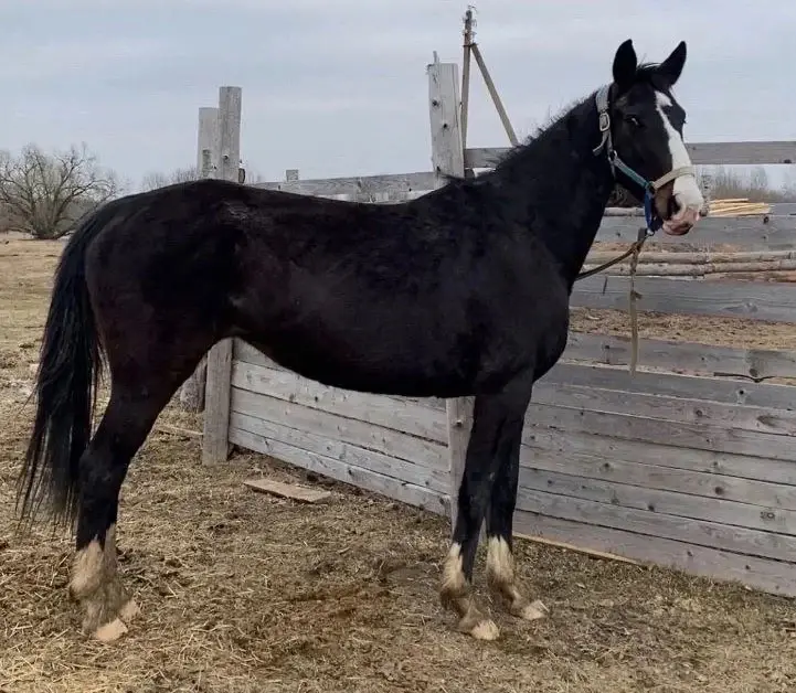 Кобыла вороной масти.