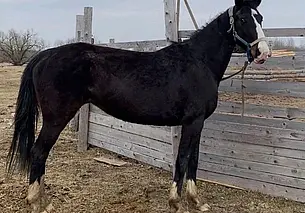 Поиск слепой кобылы, найденные кот и собака Малышка: кто ищет хозяина в Могилеве