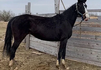 Поиск слепой кобылы, найденные кот и собака Малышка: кто ищет хозяина в Могилеве