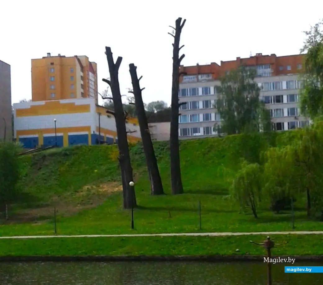 Май 2019 года, Могилев, Дубровенка. Деревья братьев Левашовых и Федосова.