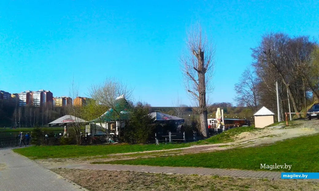 Май 2019 года, Могилев, Дубровенка. Дерево Джона Леннона.