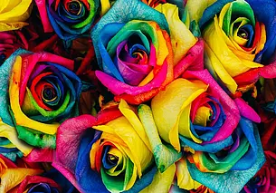 Как из обычной розы сделать радужную: один цветок затмит целый букет