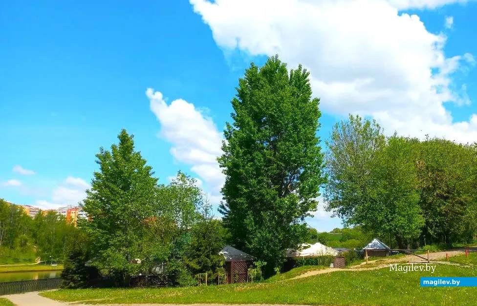 16.05.2024 г., Могилев, Дубровенка. Дерево Джона Леннона.