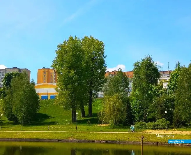 16.05.2024 г., Могилев, Дубровенка. Три дерева братьев Левашовых и Федосова.