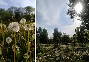 Царство одуванчиков в парке Подниколья в Могилеве. Фотофакт