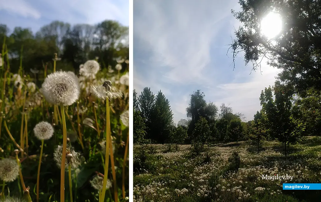 16.05.2024 г. Могилев, парк Подниколья