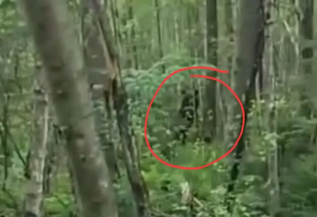 Скриншот видео из Быховского района.