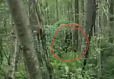 В лесу рядом с Чигиринским водохранилищем замечен медведь. Видео