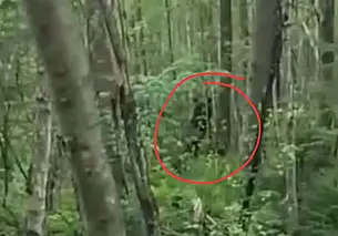 В лесу рядом с Чигиринским водохранилищем замечен медведь. Видео