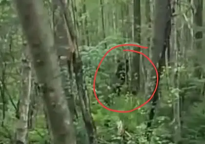 В лесу рядом с Чигиринским водохранилищем замечен медведь. Видео