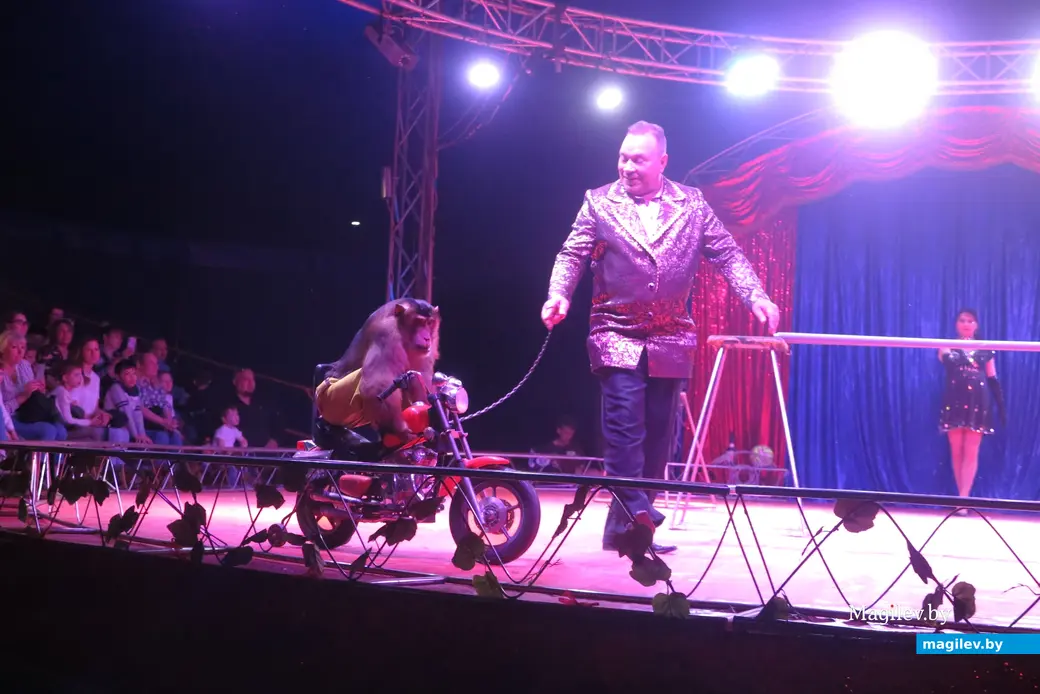 Май 2024 г. Могилев, пр.Пушкинский. Выступление цирка-шапито Sirius.