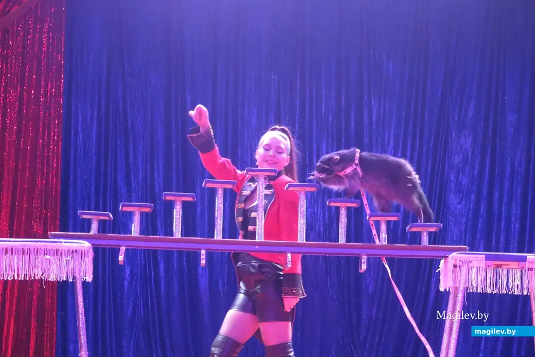 Май 2024 г. Могилев, пр.Пушкинский. Выступление цирка-шапито Sirius.
