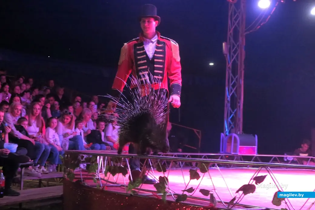 Май 2024 г. Могилев, пр.Пушкинский. Выступление цирка-шапито Sirius.